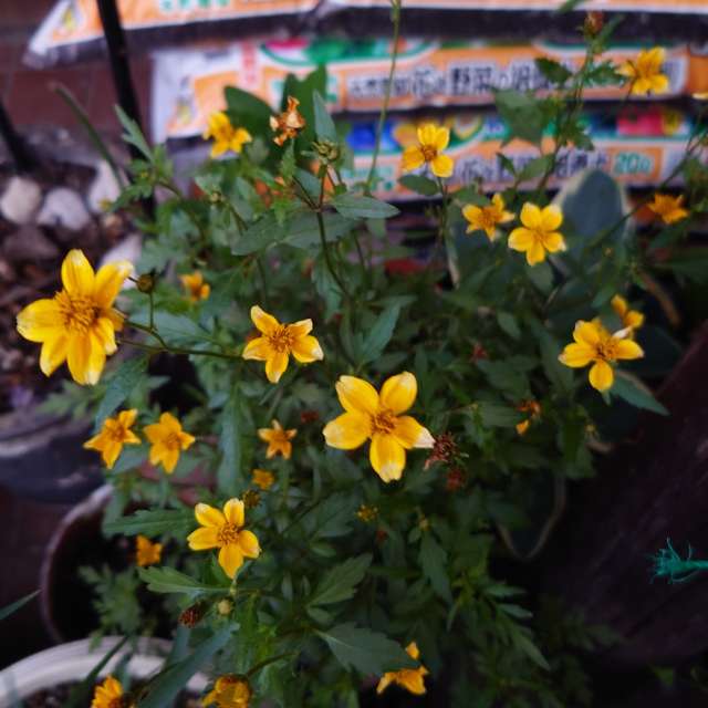 Fotos Gato. Previsões do tempo com lindas fotos de あさのジジ em Okayama