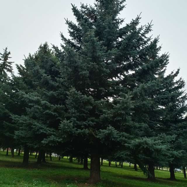 Ania-12の美しい写真による天気予報