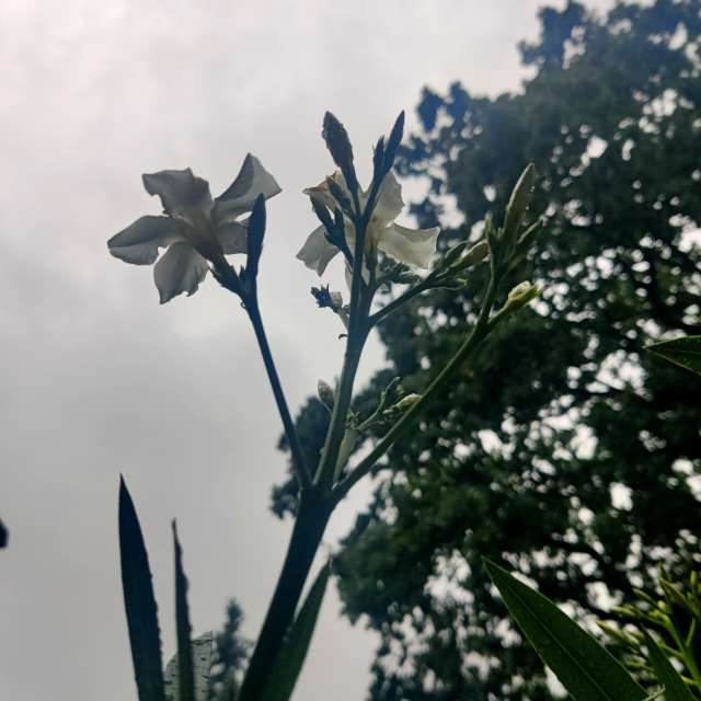 Fotos Flor. Previsões do tempo com lindas fotos de Zorrra em Kladow