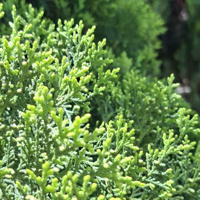 Fotos Floresta. Previsões do tempo com lindas fotos de Wen-ya Huang em Kaohsiung City