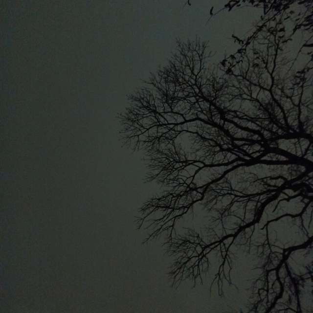 Fotos del Oveja. Pronósticos del tiempo con hermosas fotos de YanBog en București