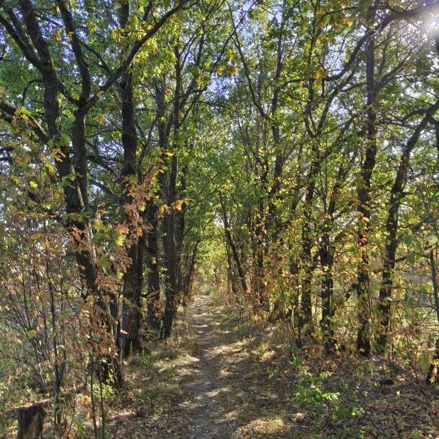 Wooded. Weather forecasts with beautiful photos by Aleksei Photos in Tula