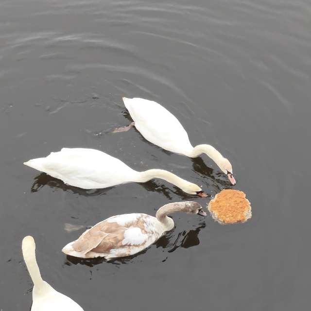 RoDi-zignの美しい写真による天気予報