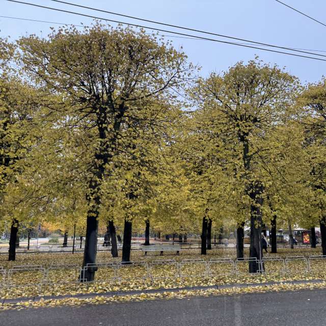 Cross. Weather forecasts with beautiful photos by Svet-Lana Photos in Rīga