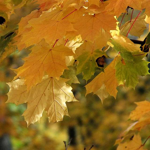 鳥. Weather forecasts with beautiful photos by Miloš_SK Photos in Sereď