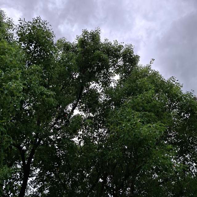 Fotos Girafa. Previsões do tempo com lindas fotos de Wen-ya Huang em Kaohsiung City