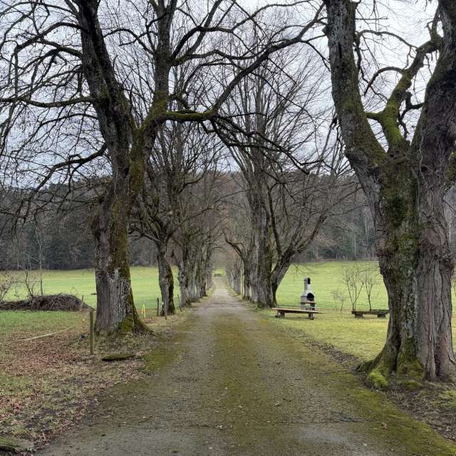 Photos Arbre. Prévisions météo avec de superbes photos de SwissEloi de Renan