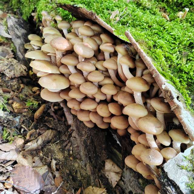 Photos Brocoli. Prévisions météo avec de superbes photos de Albert_Smelovtsev de Roza Khutor