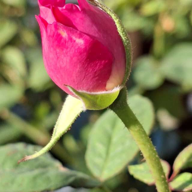 Wettervorhersagen mit schönen Fotos von Wen-ya Huang