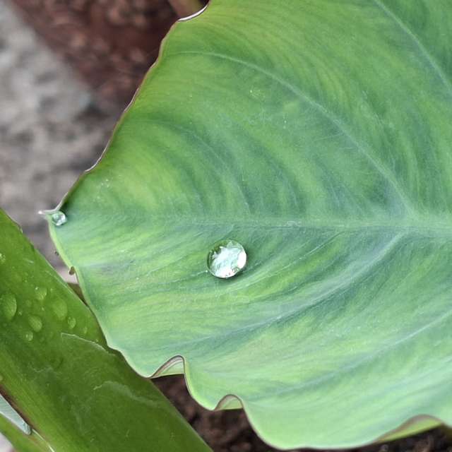 Lettuce. Weather forecasts with beautiful photos by Wen-ya Huang Photos in Kaohsiung City