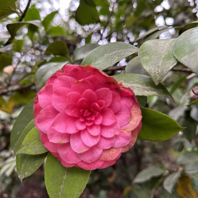 Fotos del Rosa. Pronósticos del tiempo con hermosas fotos de Ritha en Sochi