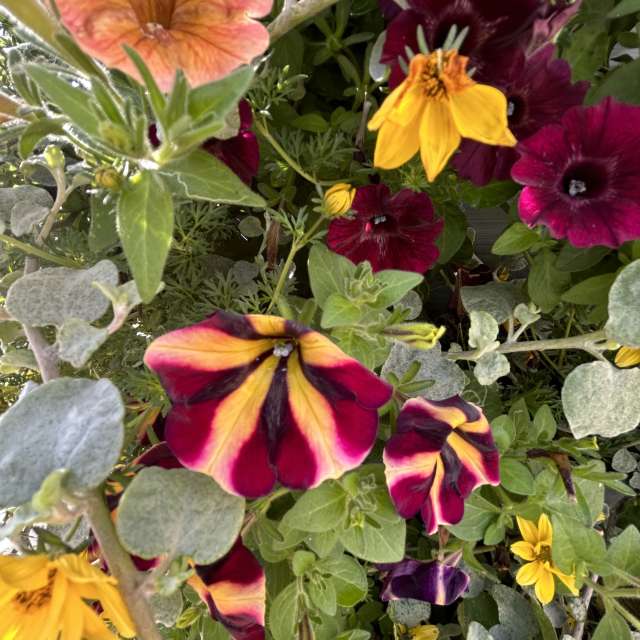 Weather forecasts with beautiful photos by grasielacf