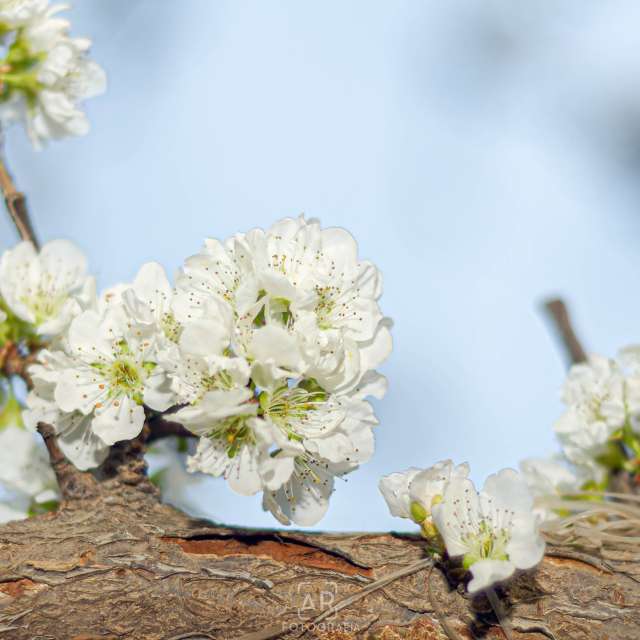 Pronósticos del tiempo con hermosas fotos de aprojas81