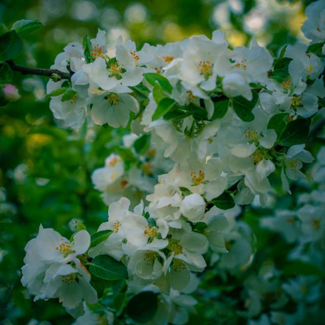 Фотографії 花. Прогнози погоди з прекрасними фотографіями Денис Маслов в Рига