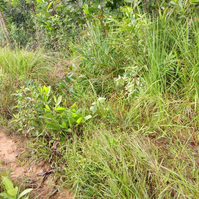 天气预报，带ararendra精美的照片