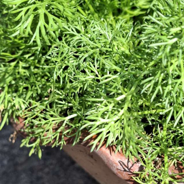 Fotos Arbustos. Previsões do tempo com lindas fotos de Wen-ya Huang em Kaohsiung City