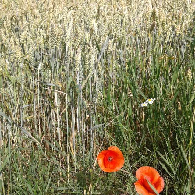 Plant. Weather forecasts with beautiful photos by urashm Photos in Khmelnytskyi