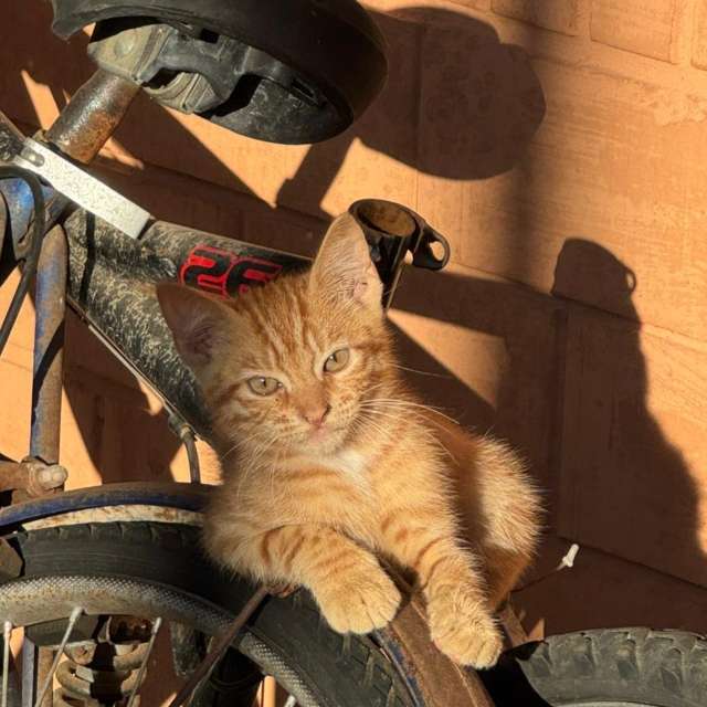 Prévisions météo avec de superbes photos de Am-b