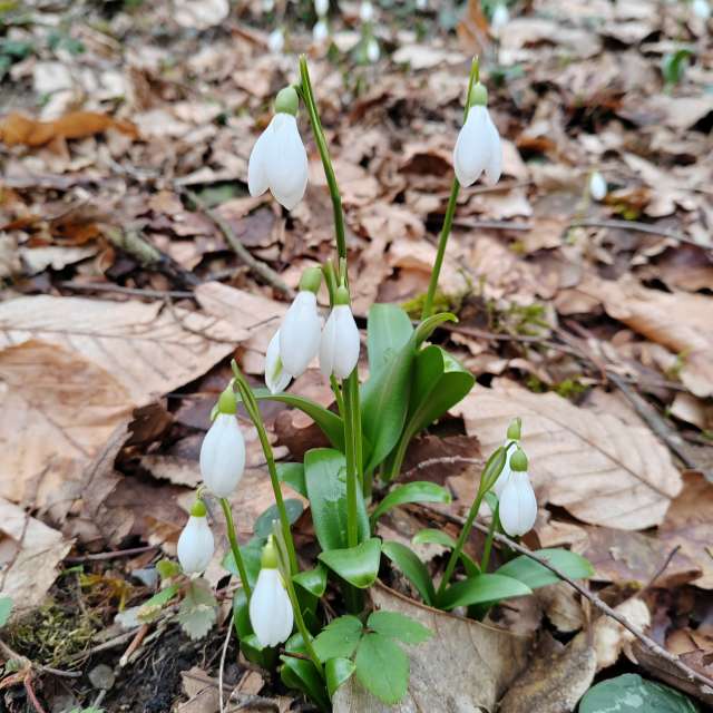 Photos Brun. Prévisions météo avec de superbes photos de Albert_Smelovtsev de Roza Khutor