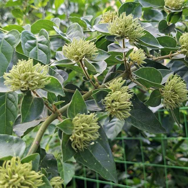 Bunch. Weather forecasts with beautiful photos by Wen-ya Huang Photos in Kaohsiung City