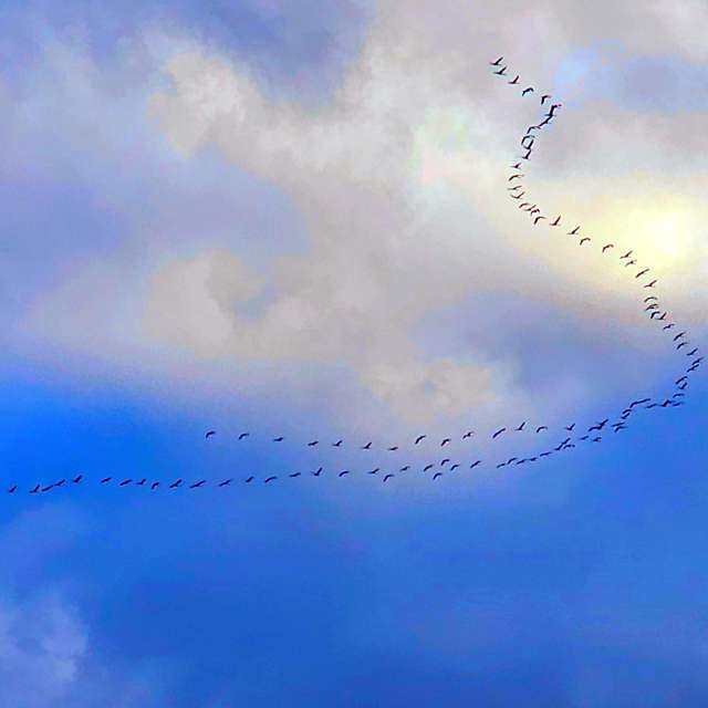 Flock. Weather forecasts with beautiful photos by Seni Photos in Velbert