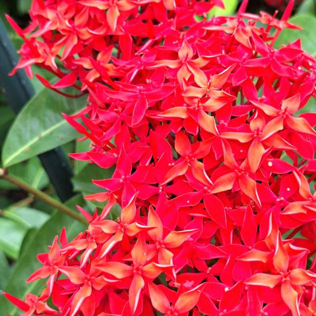 Pot. Weather forecasts with beautiful photos by Wen-ya Huang Photos in Kaohsiung City