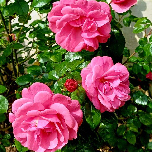 Photos Tableau. Prévisions météo avec de superbes photos de Lolli de Maidstone