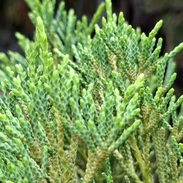 Photos Brun. Prévisions météo avec de superbes photos de Wen-ya Huang de Kaohsiung