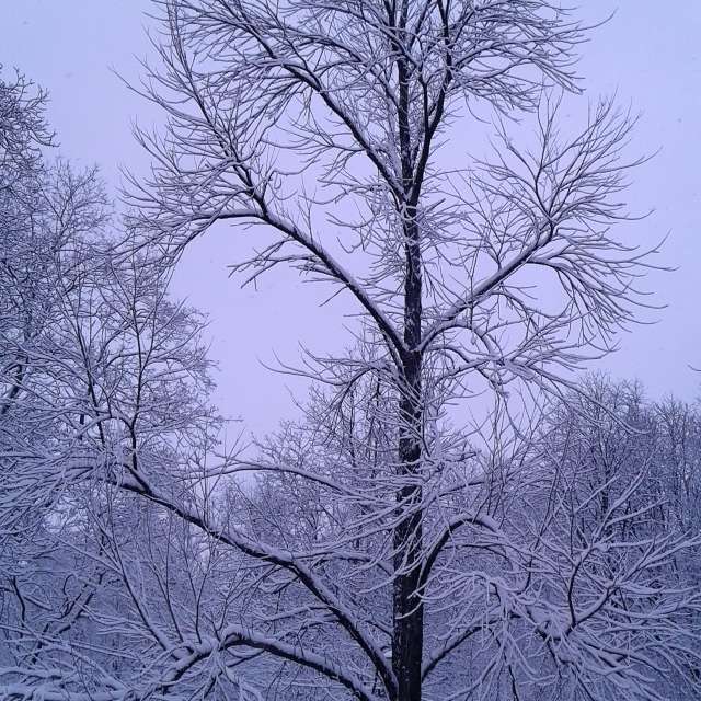 Forest. Weather forecasts with beautiful photos by urashm Photos in Khmelnytskyi