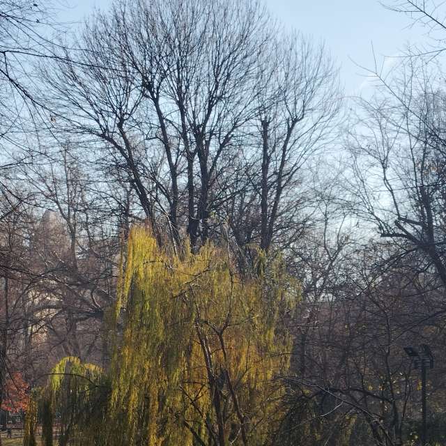 Fotos del Bosque. Pronósticos del tiempo con hermosas fotos de YanBog en București