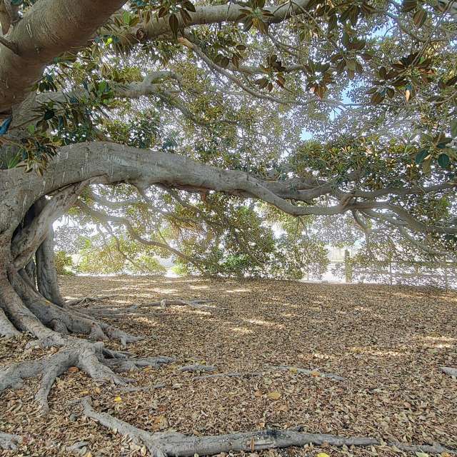 天气预报，带MSLidon精美的照片