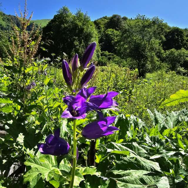 Garten. Wettervorhersagen mit schönen Fotos von Albert_Smelovtsev Fotos Roza Khutor