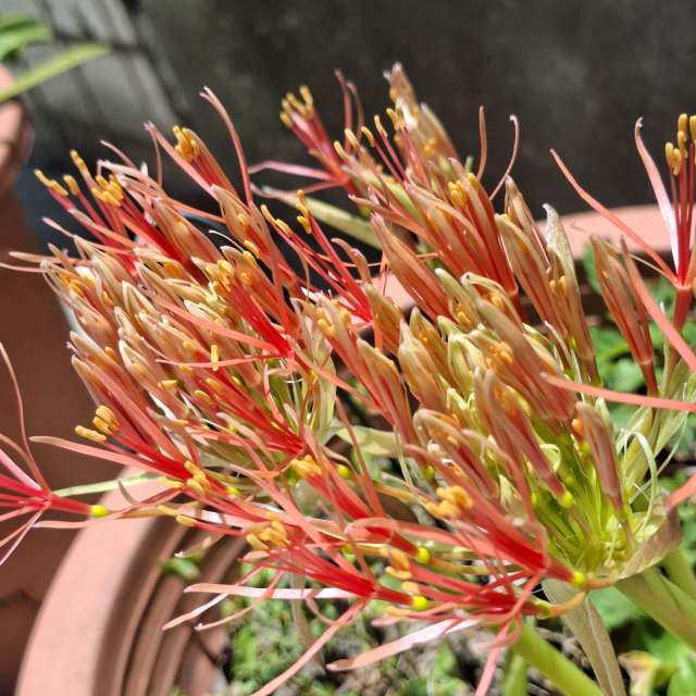 Fotos Comida. Previsões do tempo com lindas fotos de Wen-ya Huang em Kaohsiung City