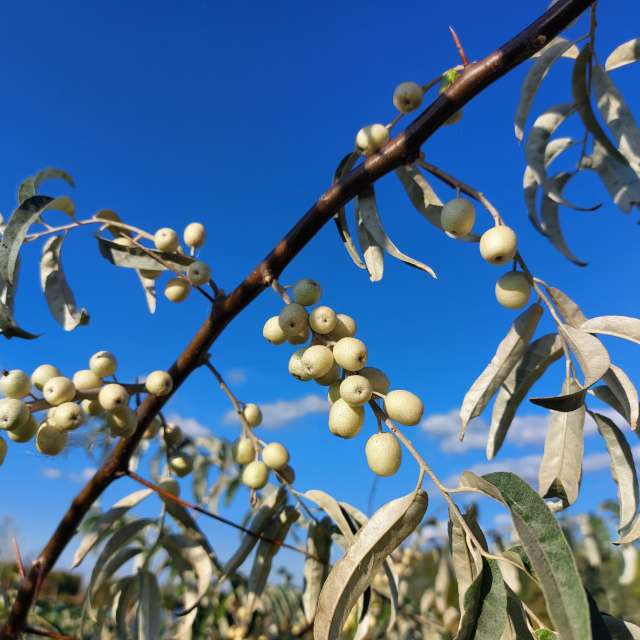 Silver tree. Weather forecasts with beautiful photos by Iryna Photos in Kharkiv