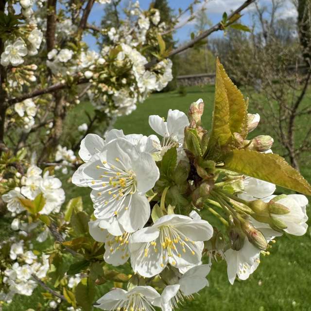 Grass. Weather forecasts with beautiful photos by Svet-Lana Photos in Rīga