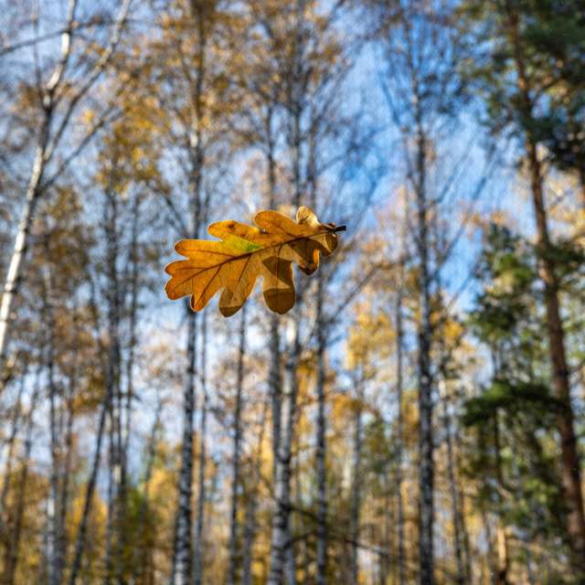 Weather forecasts with beautiful photos by GrgaP