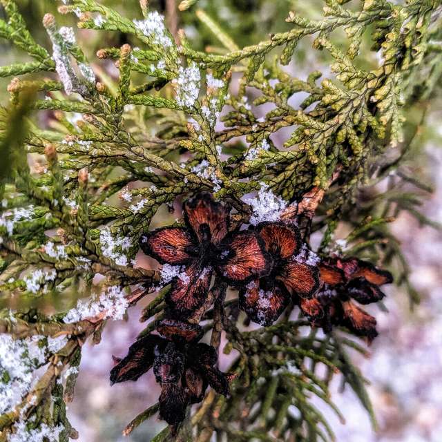 天气预报，带aastrelkova精美的照片