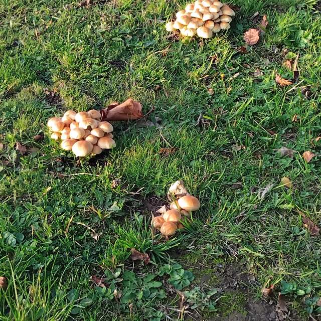 天气预报，带Lea71精美的照片