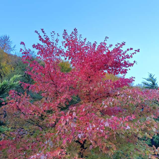 Photos Manger. Prévisions météo avec de superbes photos de Albert_Smelovtsev de Roza Khutor