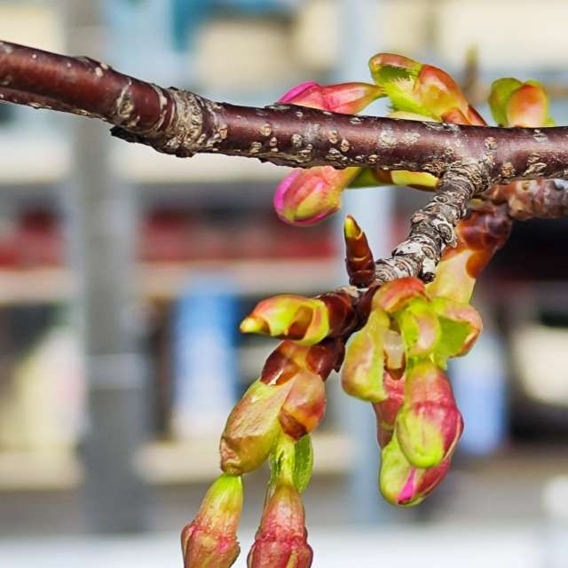 Fotos Desfocada. Previsões do tempo com lindas fotos de あさのジジ em Okayama