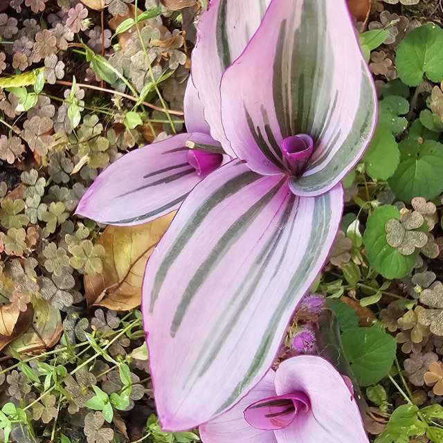 Weather forecasts with beautiful photos by Rosa