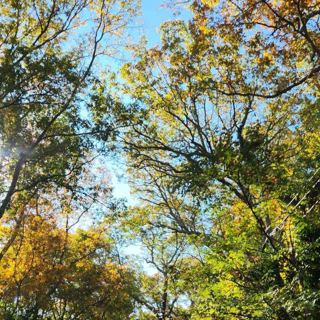 天气预报，带Rukh-08-08精美的照片