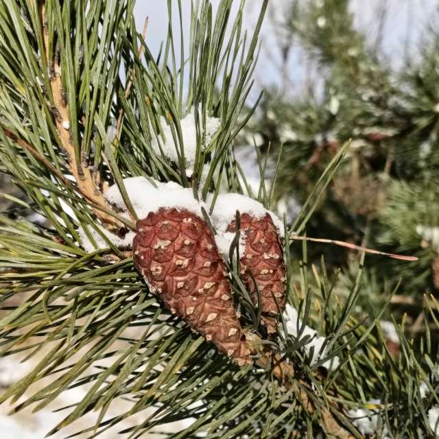 Previsões do tempo com lindas fotos de Madlen