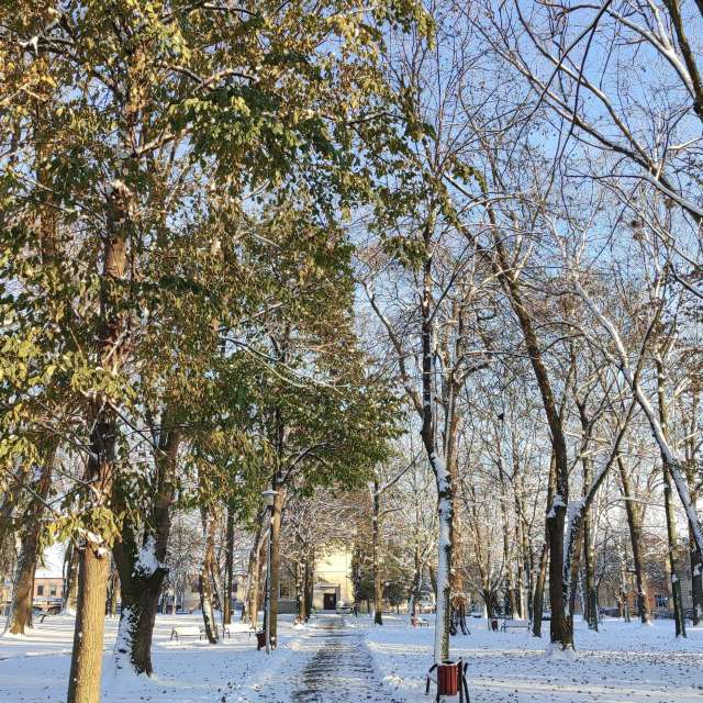 Tree. Weather forecasts with beautiful photos by Romek58 Photos in Wieluń