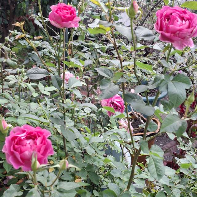 Garden. Weather forecasts with beautiful photos by Wen-ya Huang Photos in World