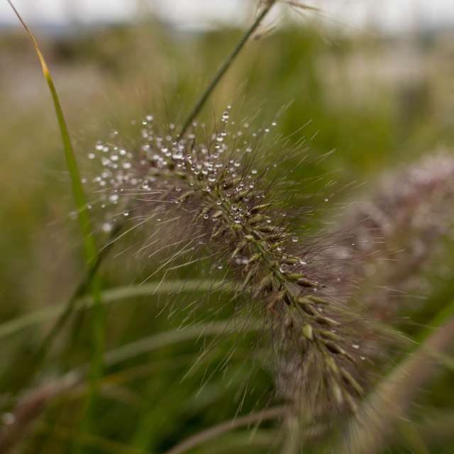 Blume. Wettervorhersagen mit schönen Fotos von Axys Fotos Budapest