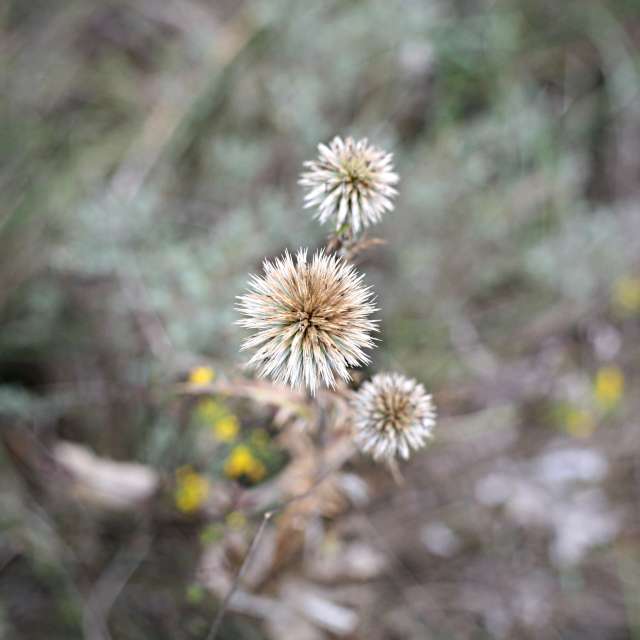 Grass. Weather forecasts with beautiful photos by tony5636 Photos in Calvisson