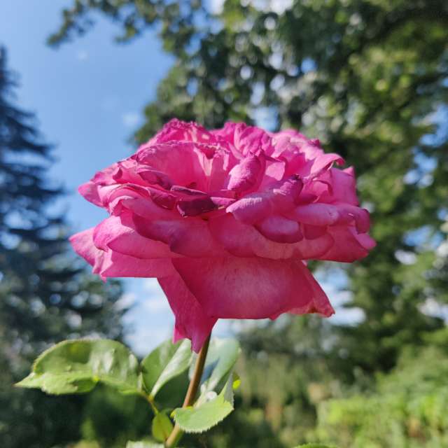 Tree. Weather forecasts with beautiful photos by Zorrra Photos in Kladow