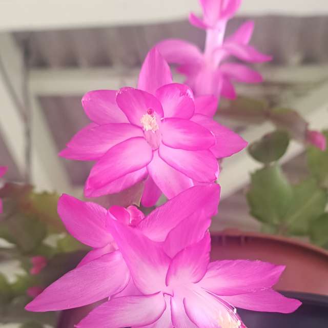 Previsões do tempo com lindas fotos de Bia1995