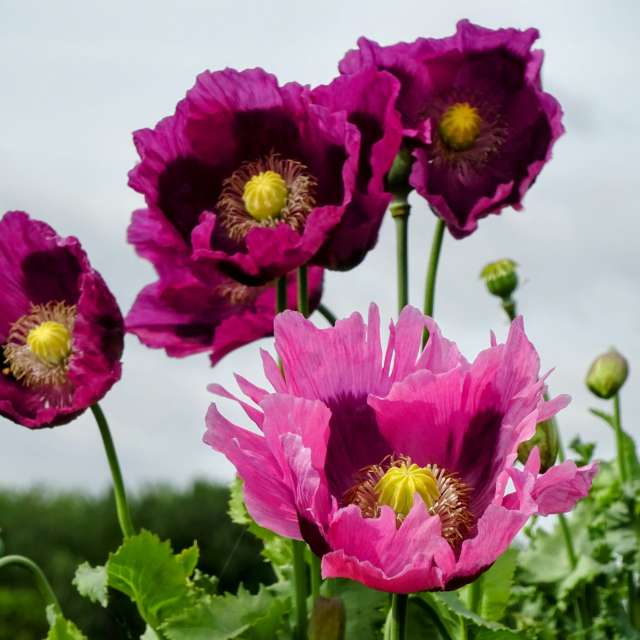 Many. Weather forecasts with beautiful photos by kns666 Photos in Yarwell Mill Country Park
